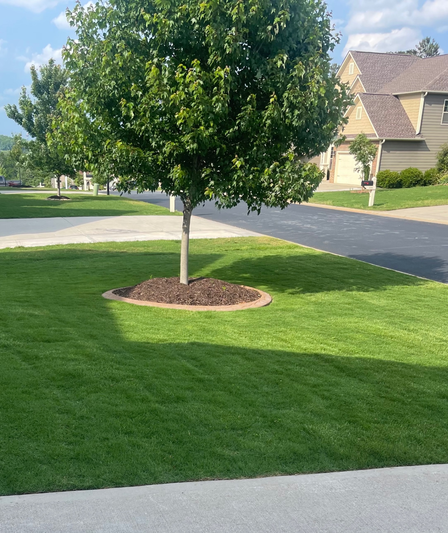 Healthy green lawn with a mulched tree ring in front of a home