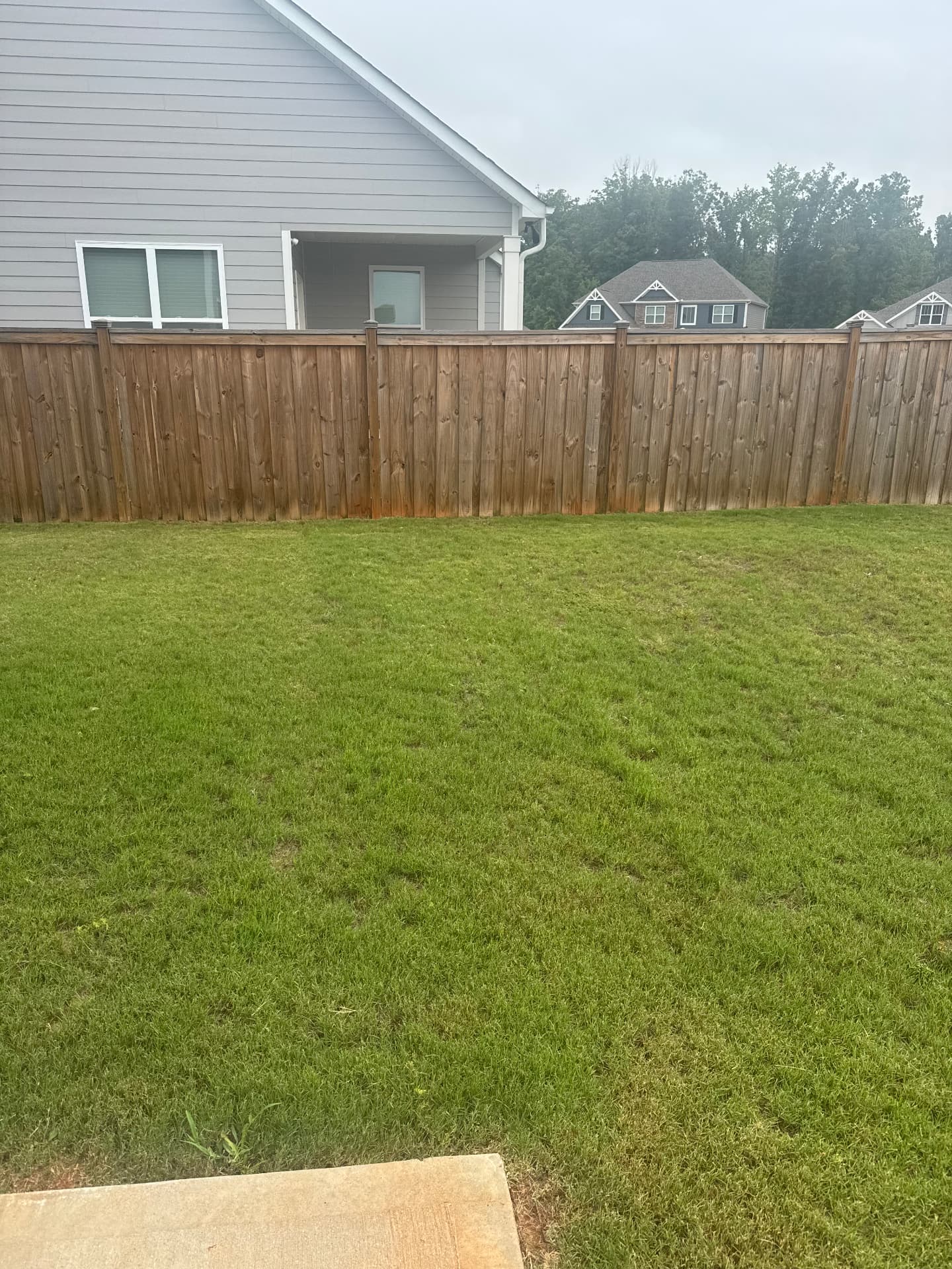 Lawn after 6 weeks of AlphaTurf treatment