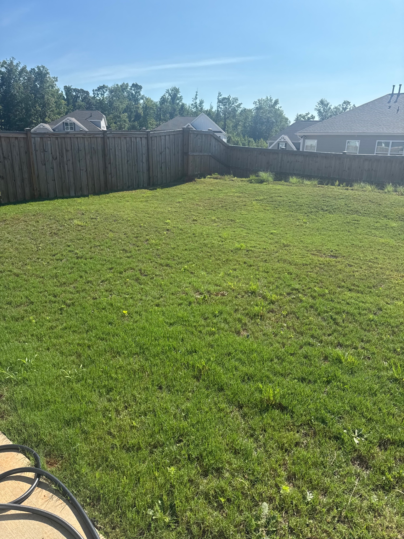 Lawn after 4 weeks of AlphaTurf treatment