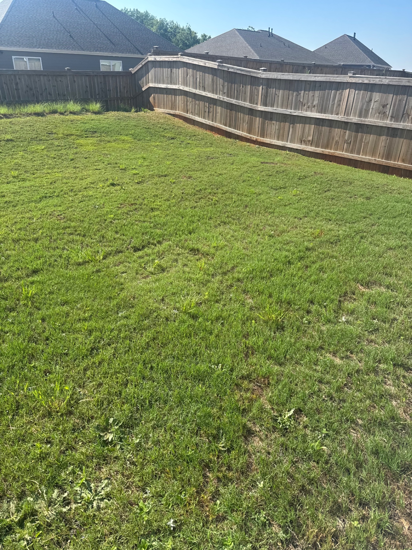 Lawn after 4 weeks of AlphaTurf treatment